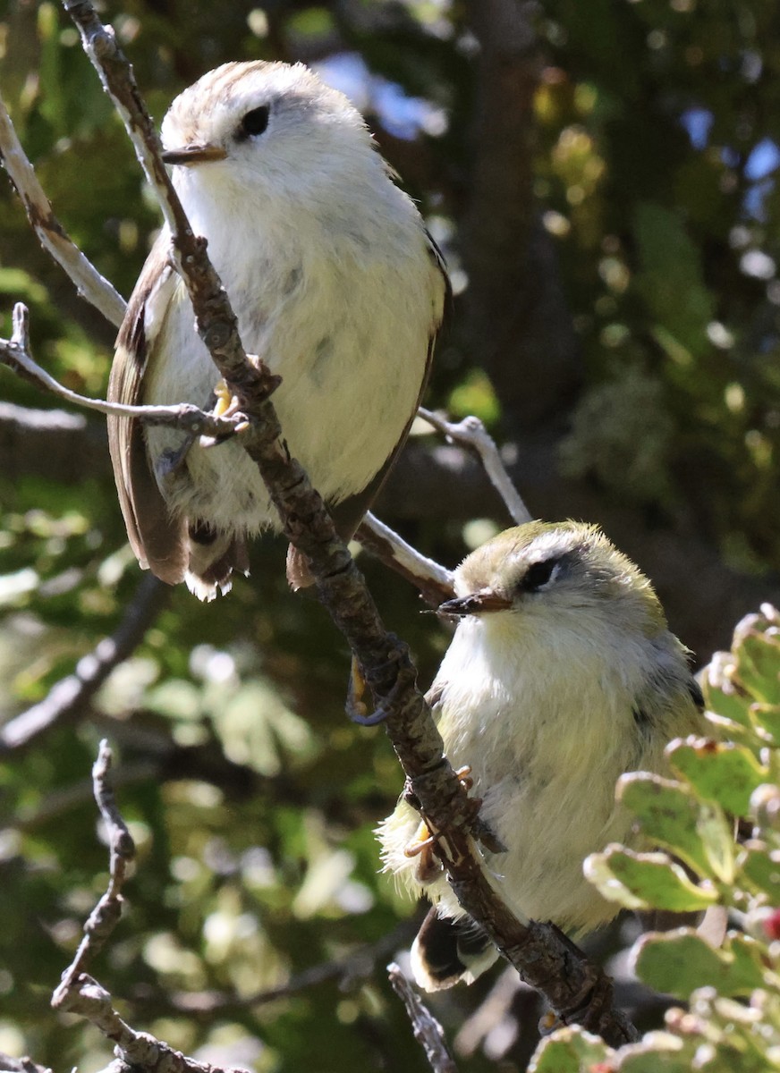 Rifleman - ML645701171