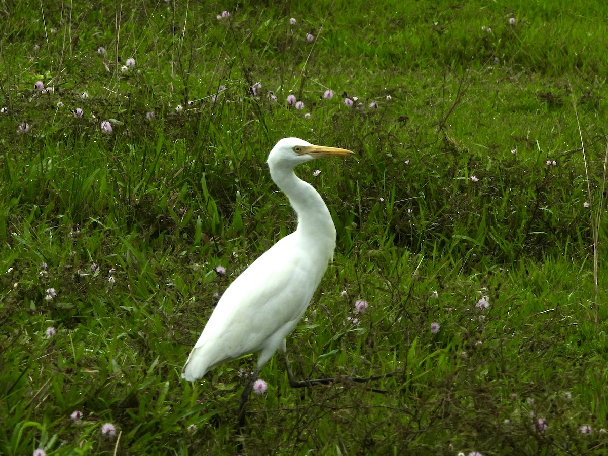 黃頭鷺 - ML645701172