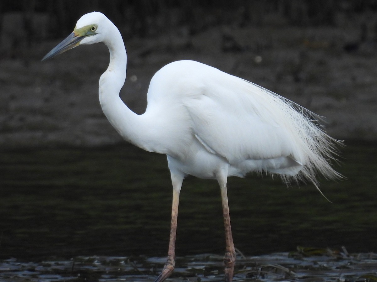 Garceta Grande (australiana) - ML645701175