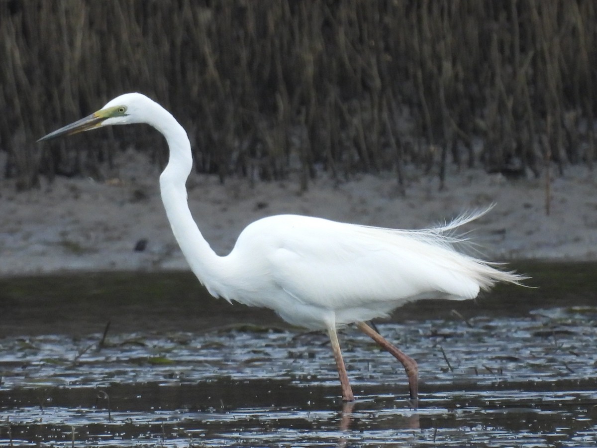 Garceta Grande (australiana) - ML645701176