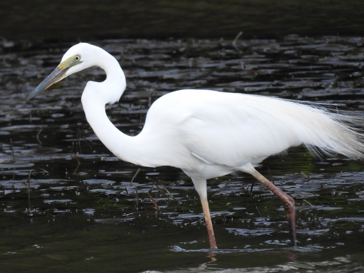 Garceta Grande (australiana) - ML645701177