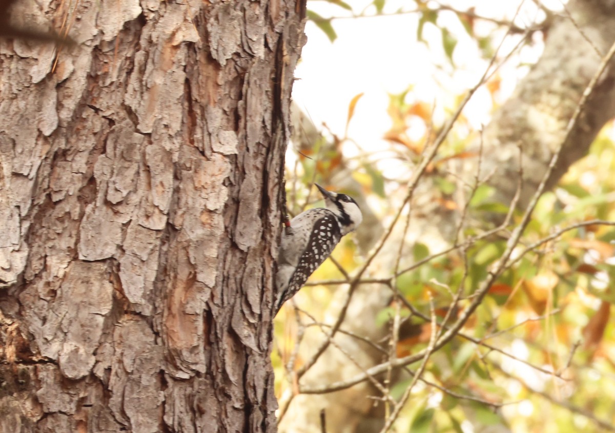 Red-cockaded Woodpecker - ML645701179