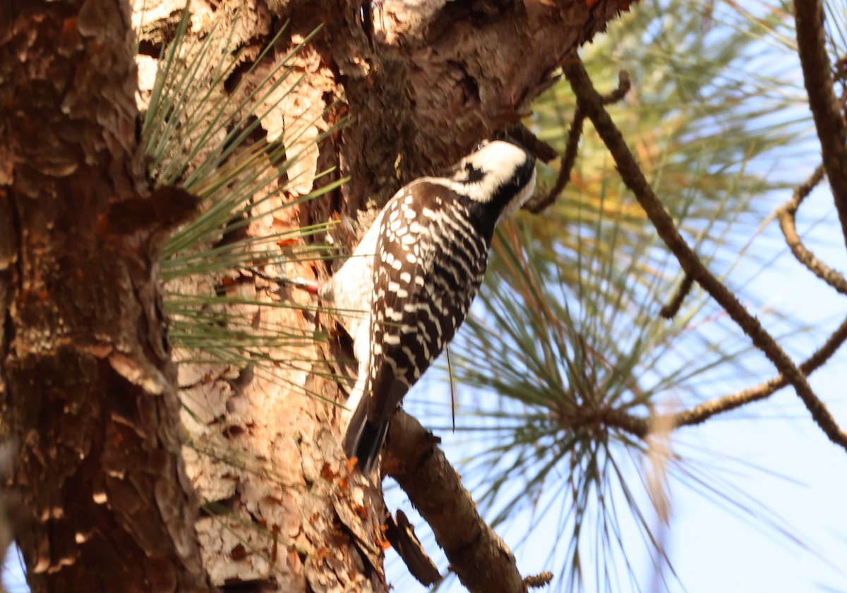Red-cockaded Woodpecker - ML645701180