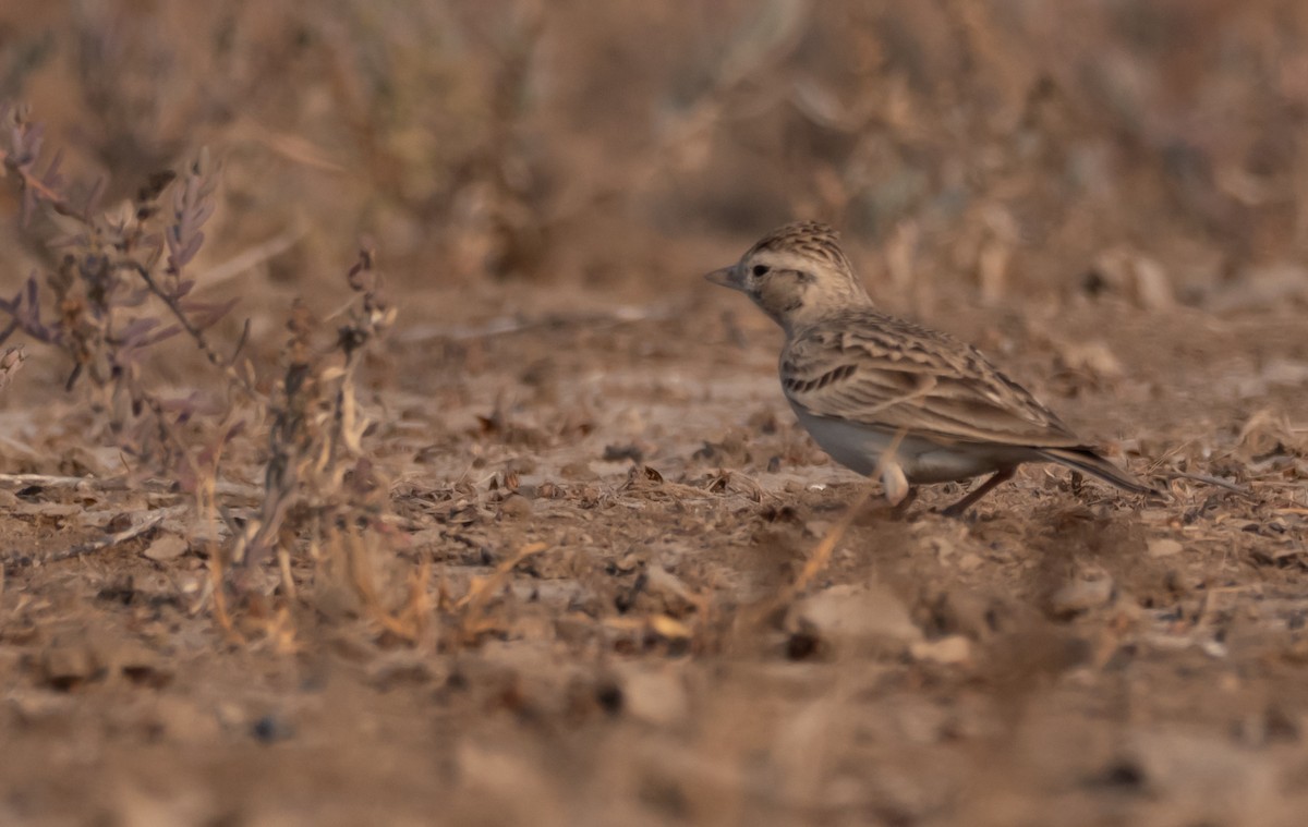Greater Short-toed Lark - ML645701181