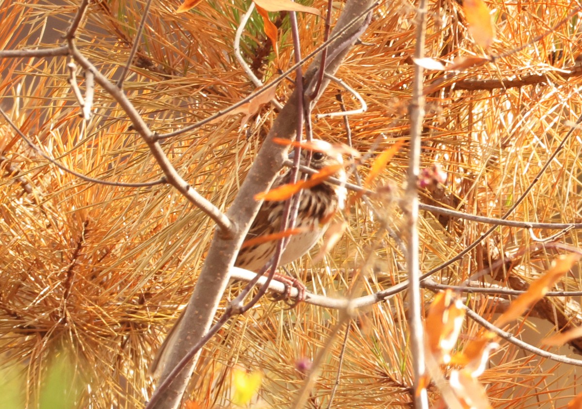 Song Sparrow - ML645701184