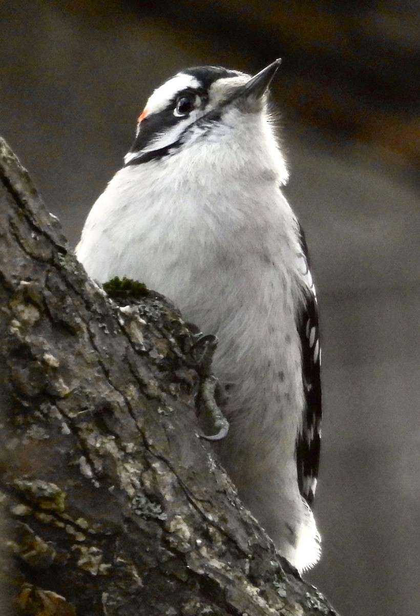 Pico Pubescente - ML645701188