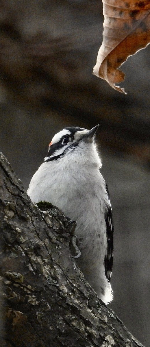 Pico Pubescente - ML645701190