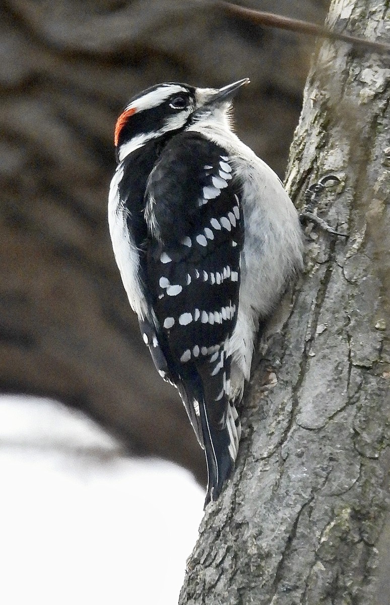 Pico Pubescente - ML645701191