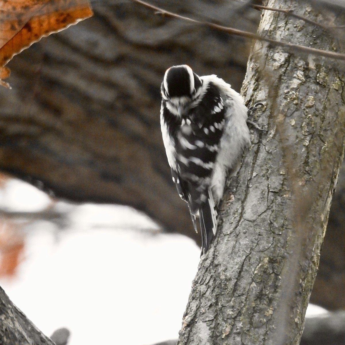 Pico Pubescente - ML645701192