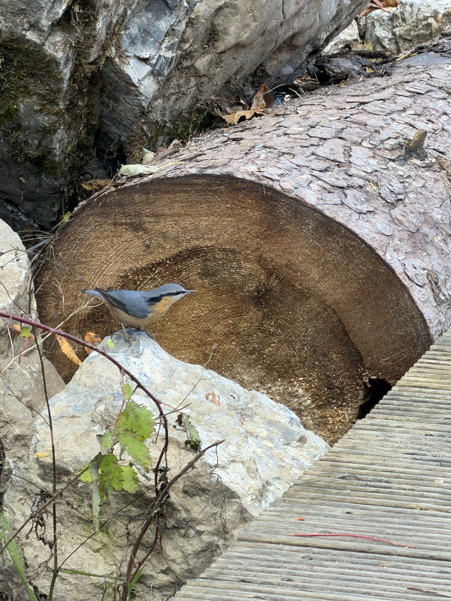 Trepador Azul - ML645701202