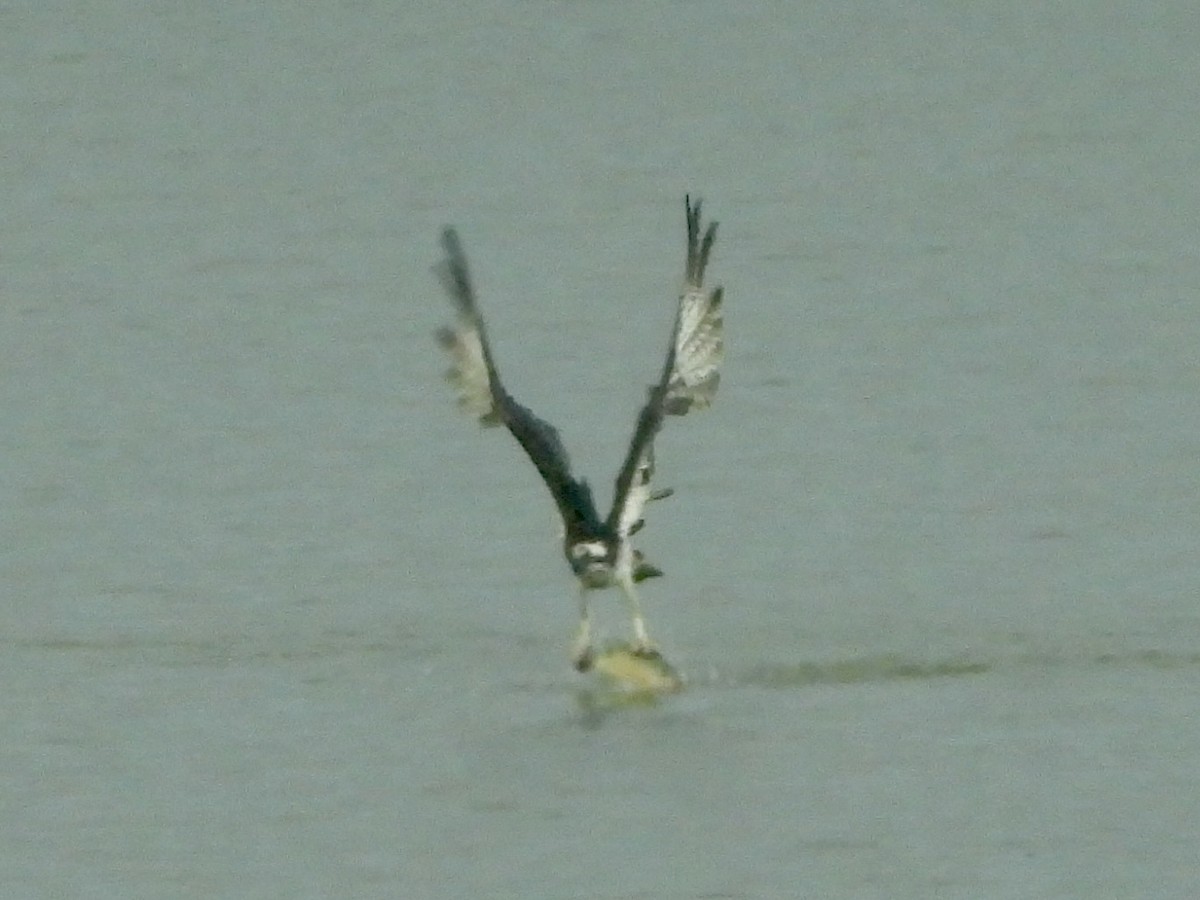 Águila Pescadora (Euroasiática) - ML645701204