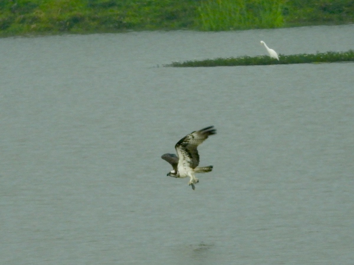 Águila Pescadora (Euroasiática) - ML645701205
