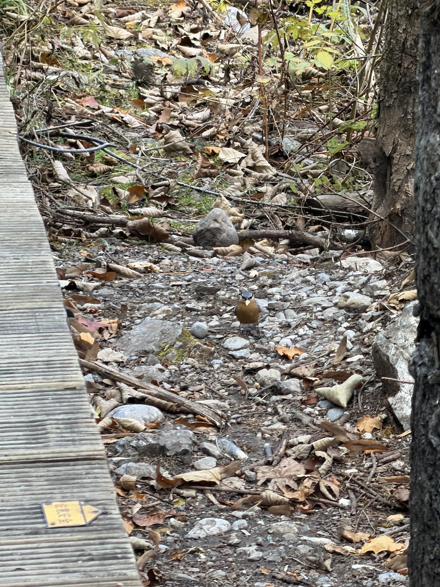 Trepador Azul - ML645701206