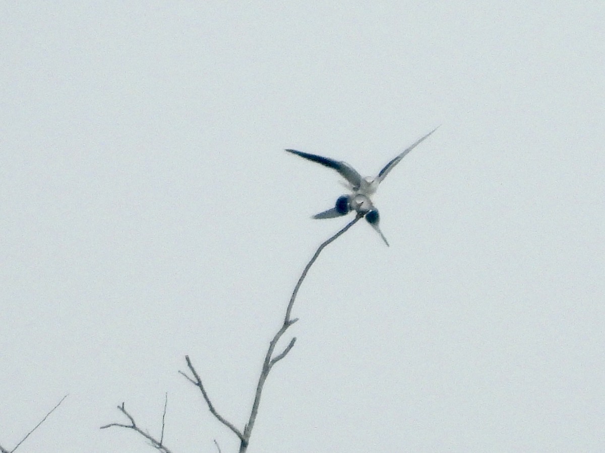 Elanio Común - ML645701207