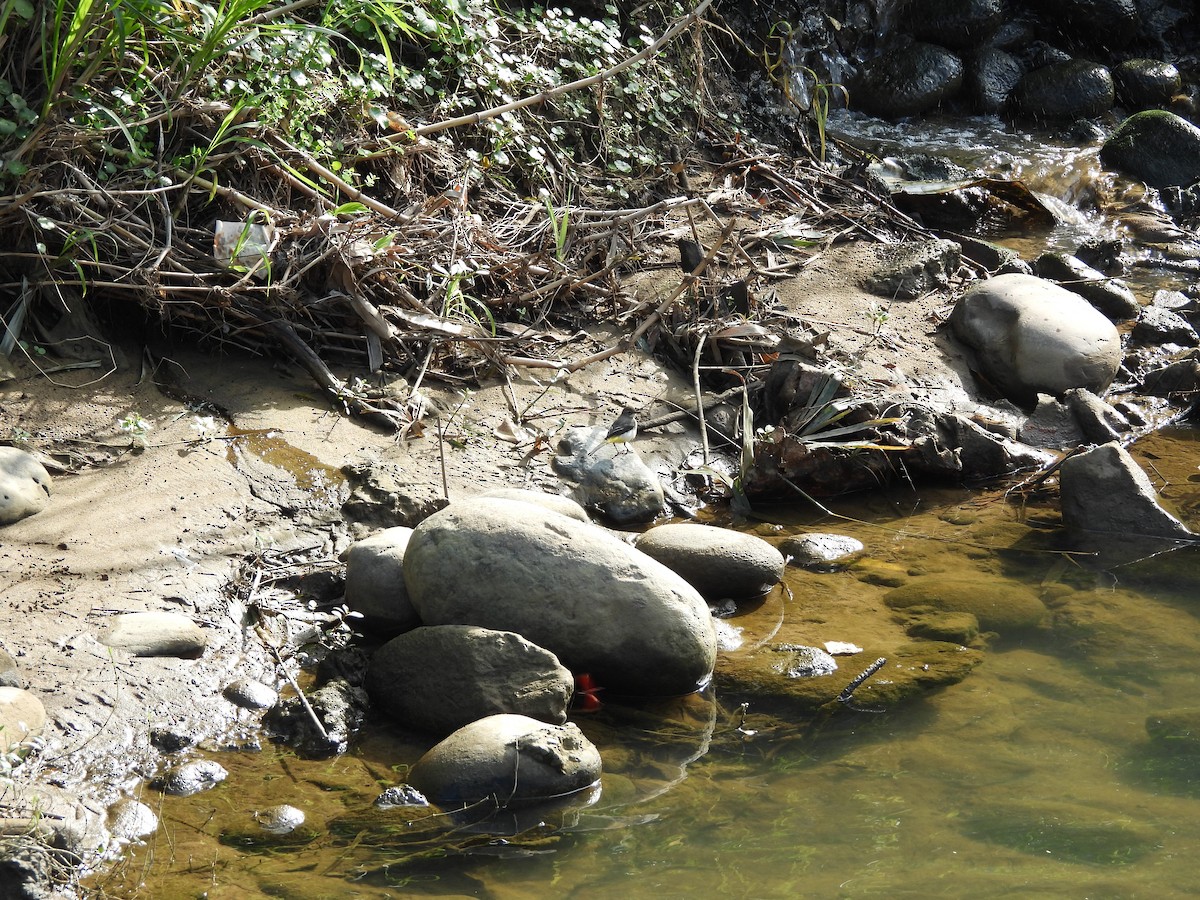 Lavandera Cascadeña - ML645701208