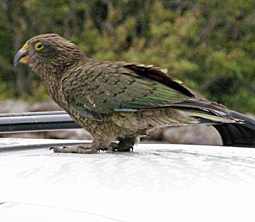 Kea - ML645701209