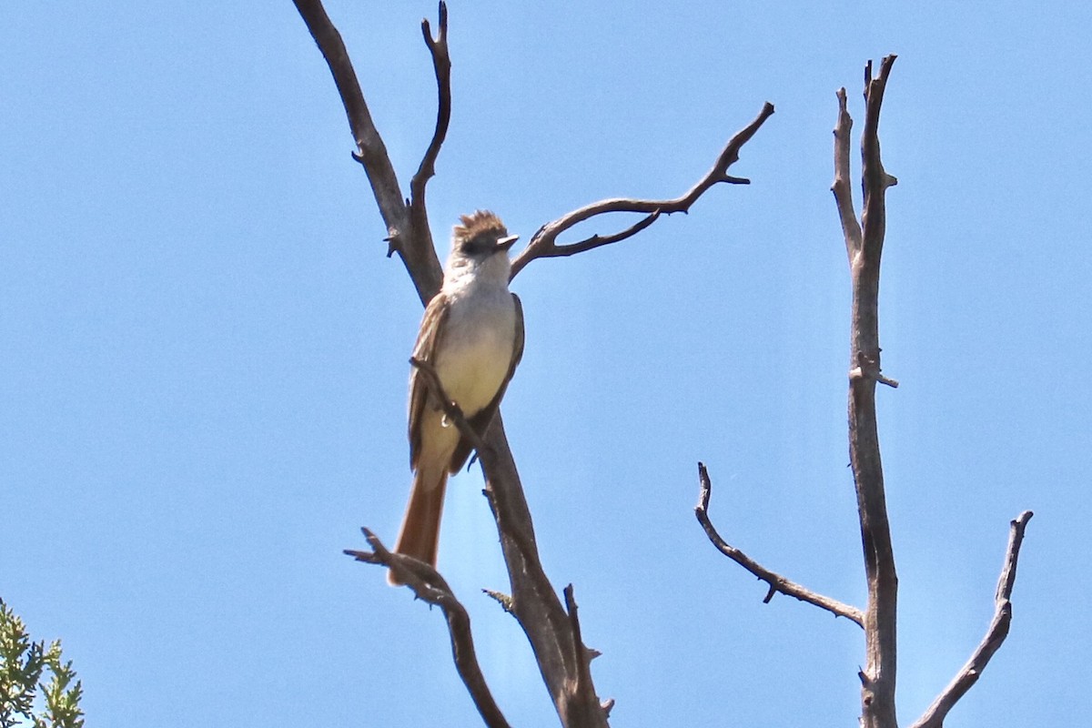 Ash-throated Flycatcher - ML64570121