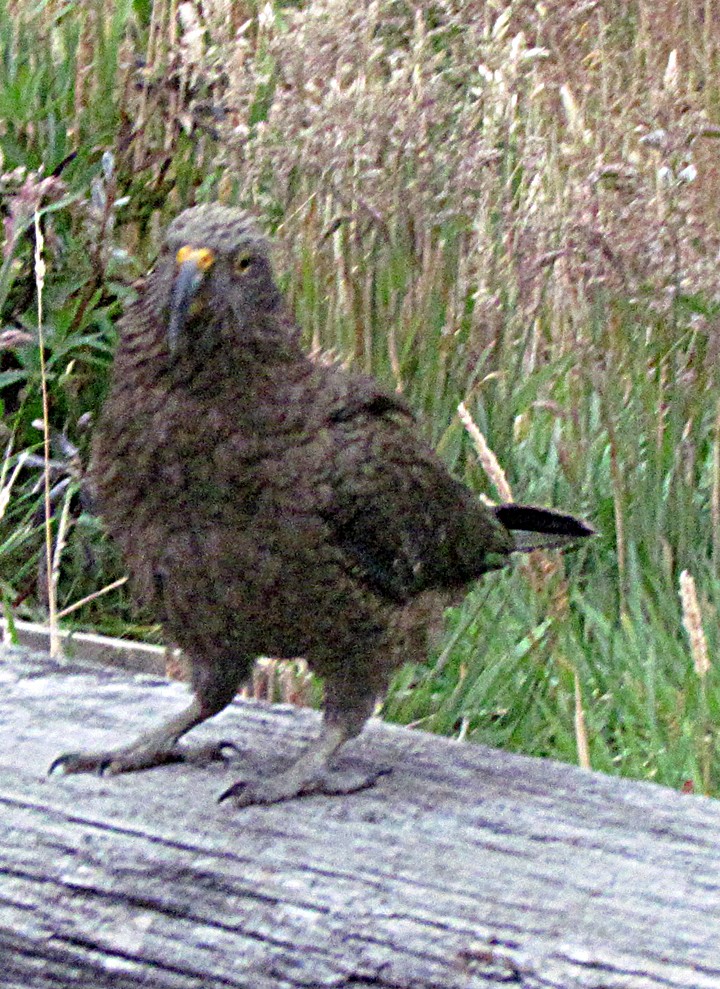 Kea - ML645701210
