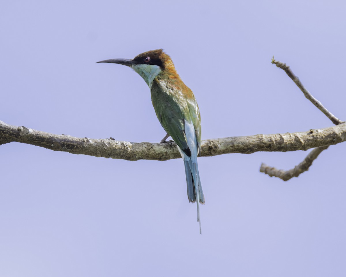 Abejaruco Coliazul - ML645701211