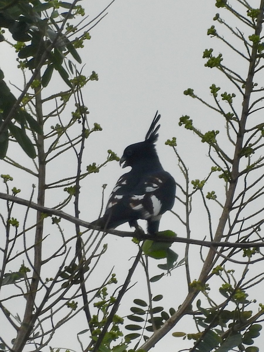 Baza Negro - ML645701212