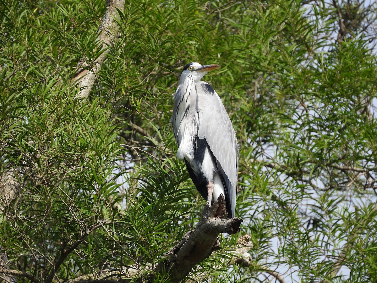 Garza Real - ML645701214