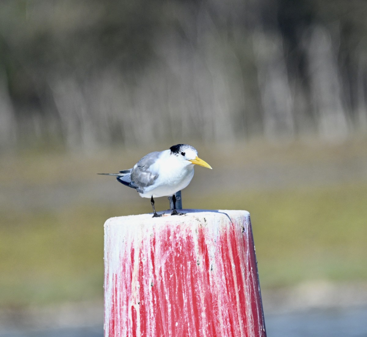 Charrán Piquigualdo - ML645701215