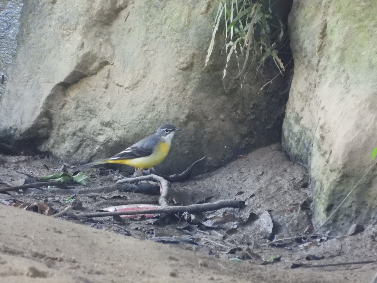 Lavandera Cascadeña - ML645701216