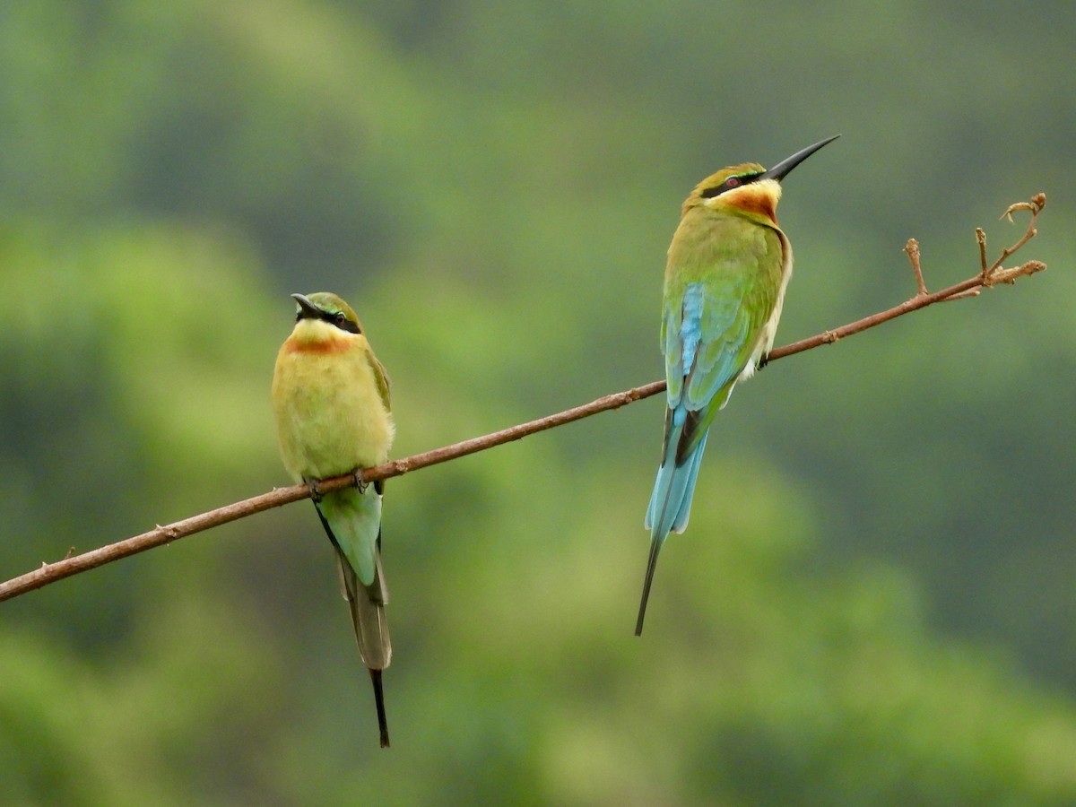 Abejaruco Coliazul - ML645701217