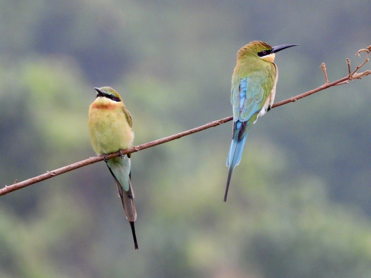Abejaruco Coliazul - ML645701218