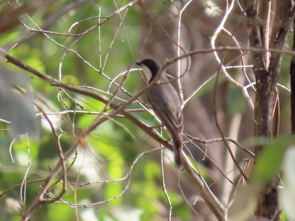 Silbador Rufo - ML645701219