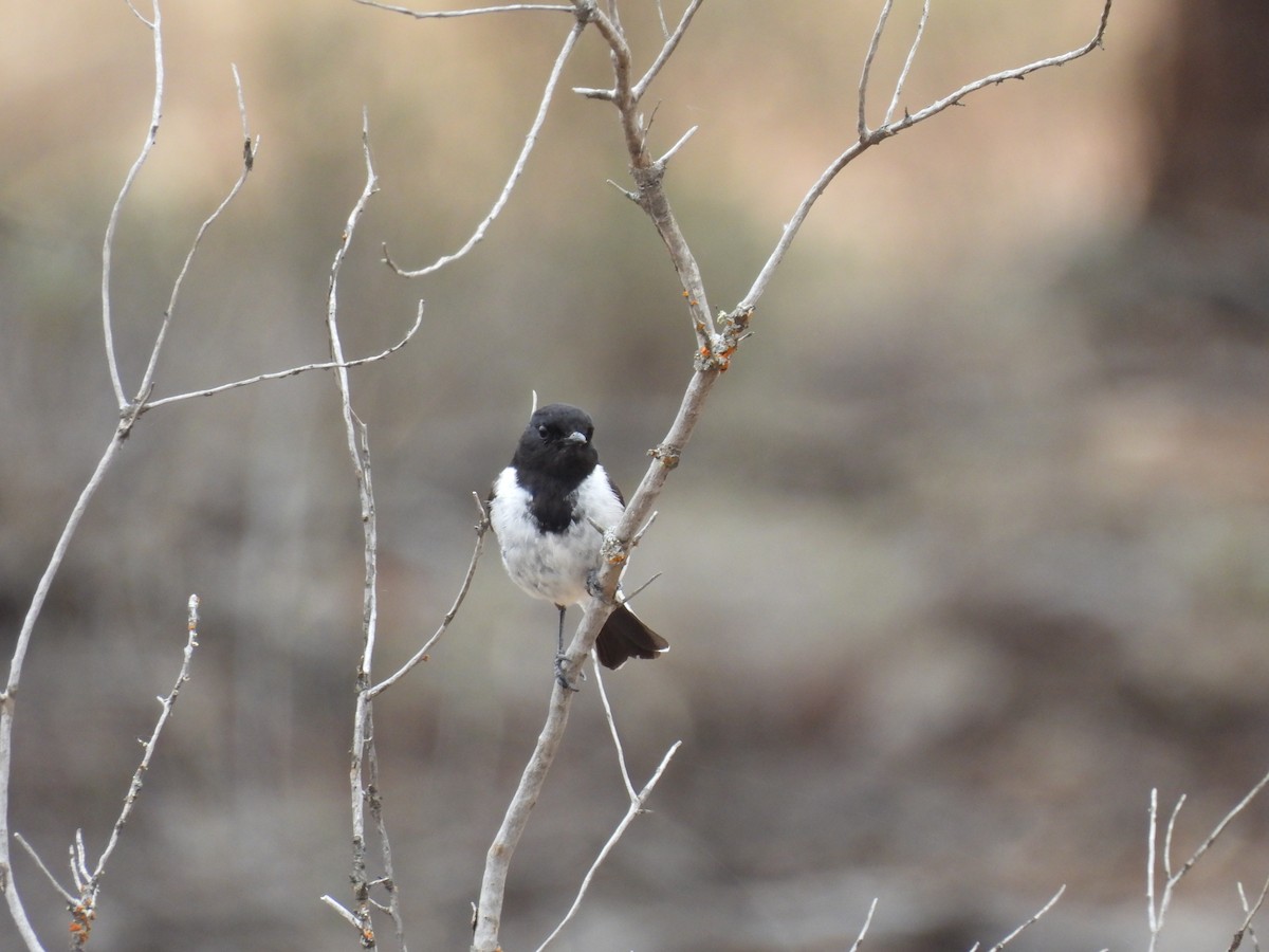 kutteflueskvett - ML645701220