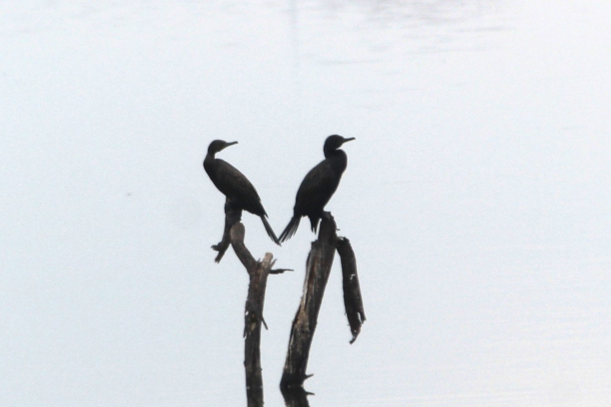 Cormorán de Java - ML645701221