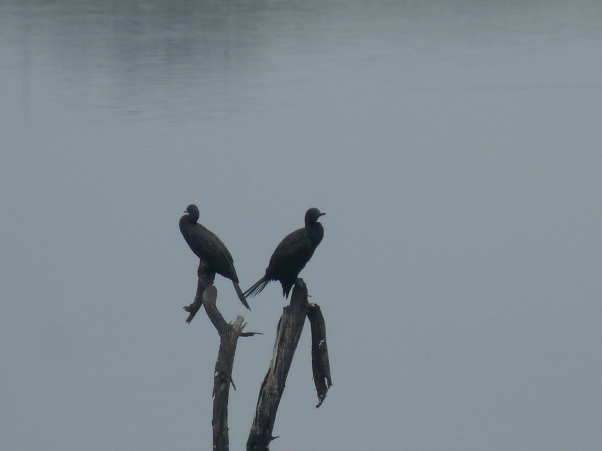 Cormorán de Java - ML645701222
