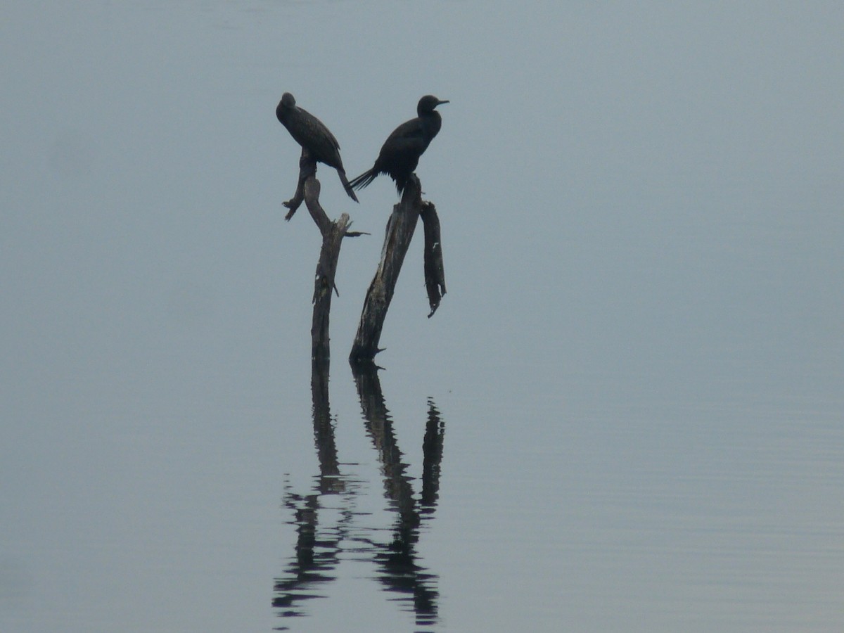 Cormorán de Java - ML645701223