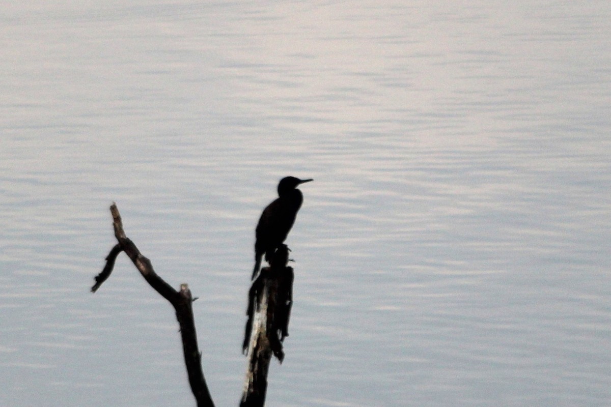 Cormorán de Java - ML645701224