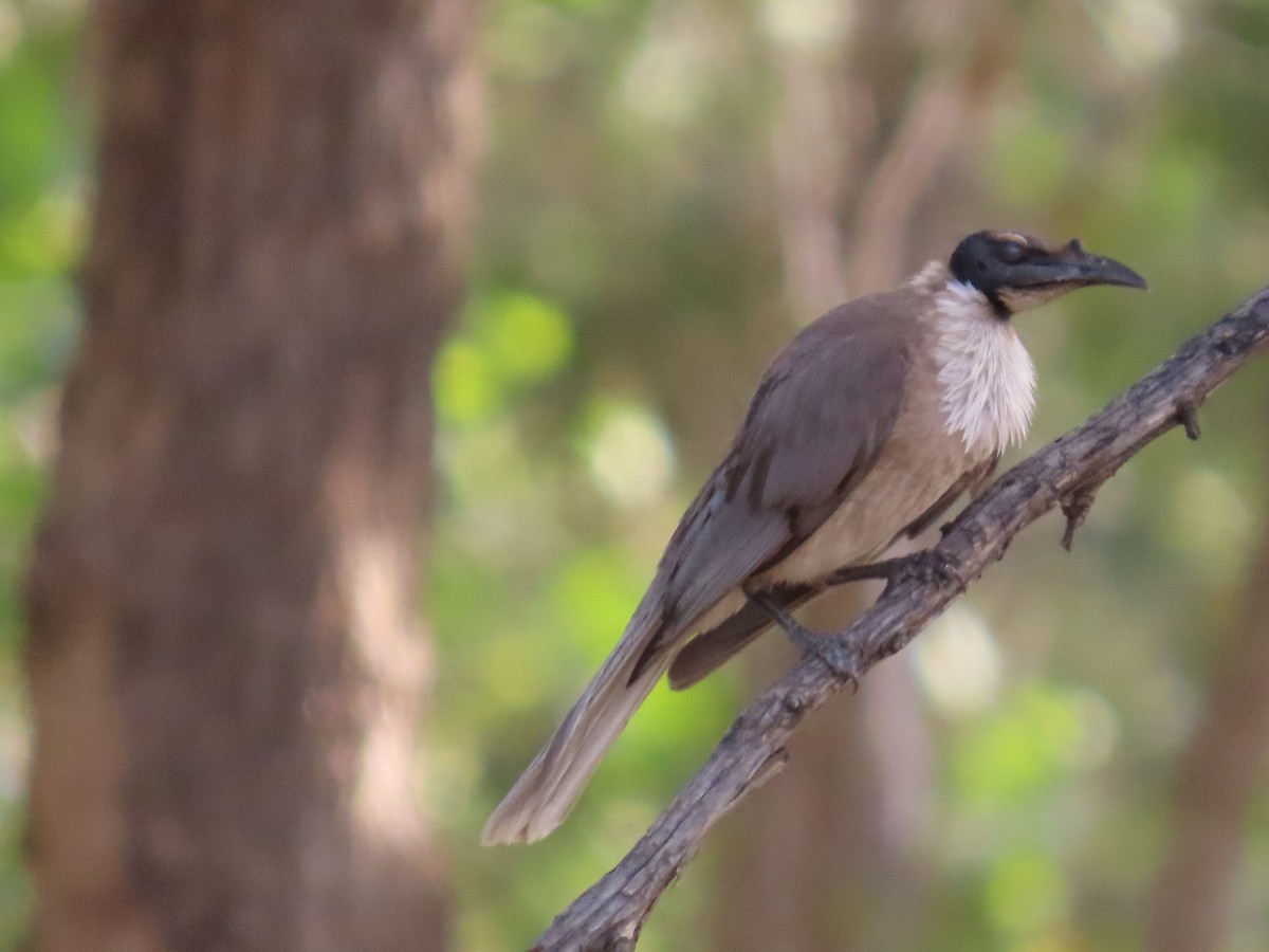 Filemón Chillón - ML645701227