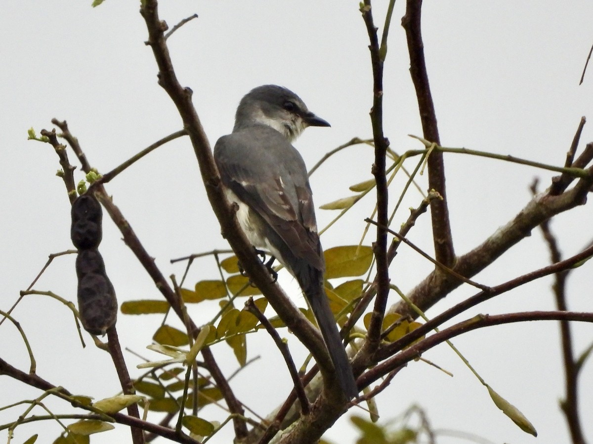 Minivet Ceniciento - ML645701228
