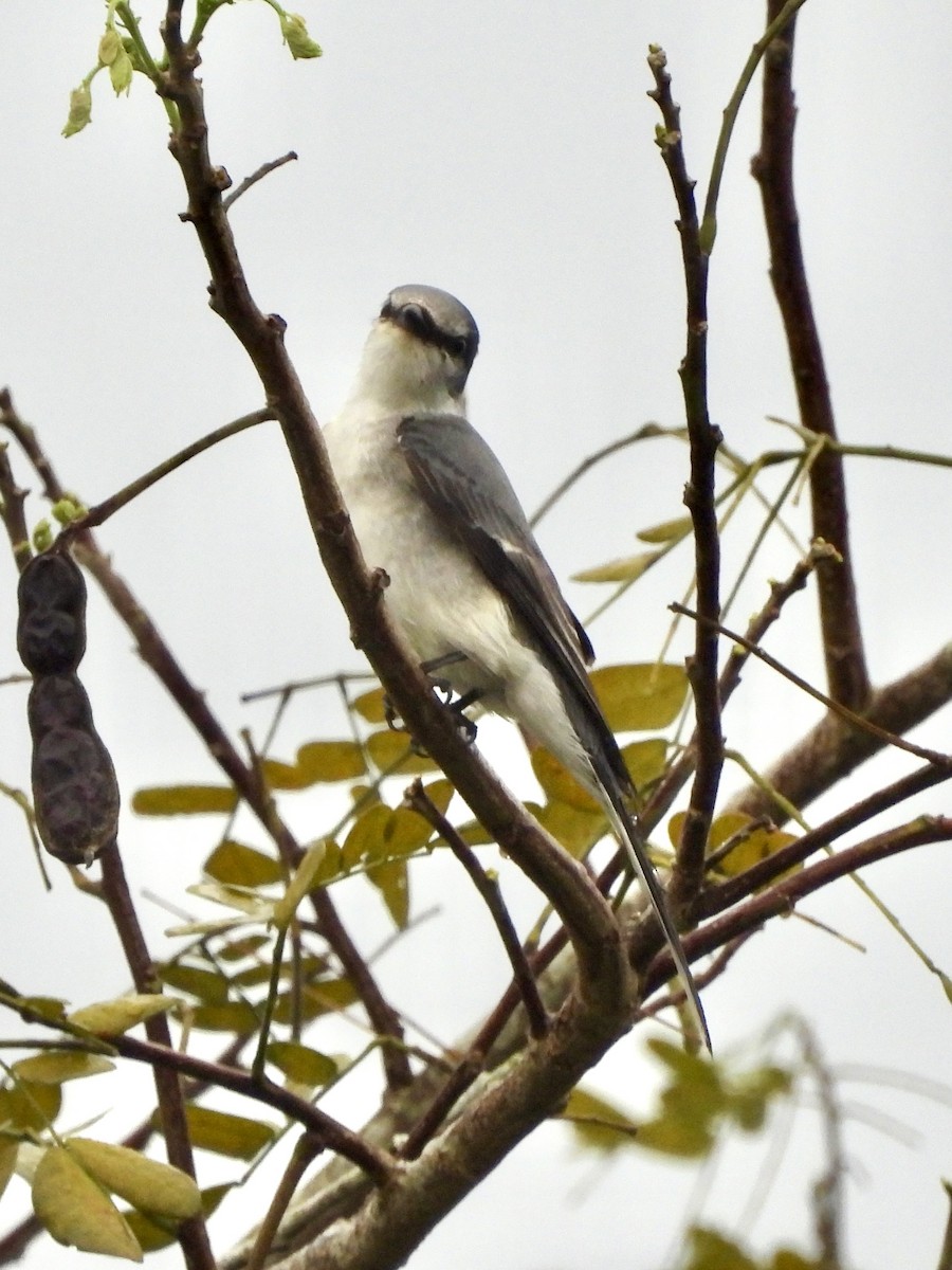 Minivet Ceniciento - ML645701229