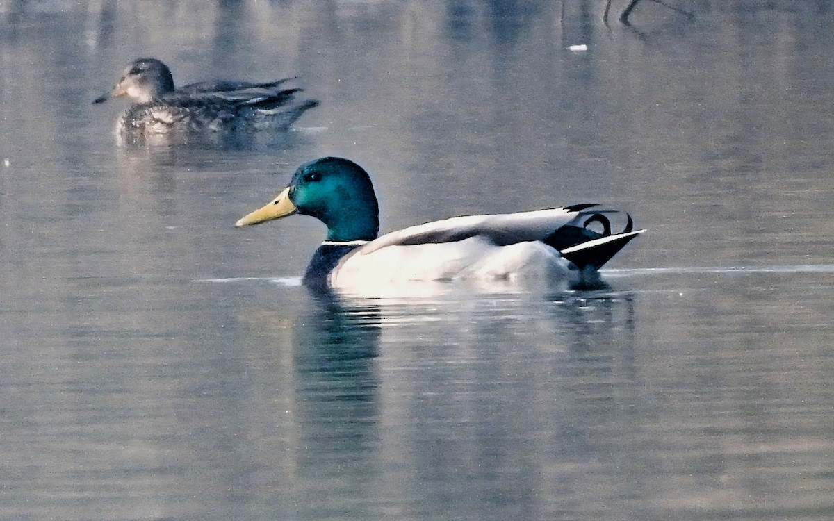 Ánade Azulón - ML645701230