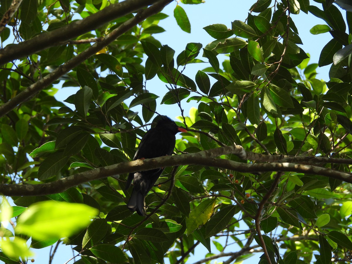 Bulbul Negro - ML645701233