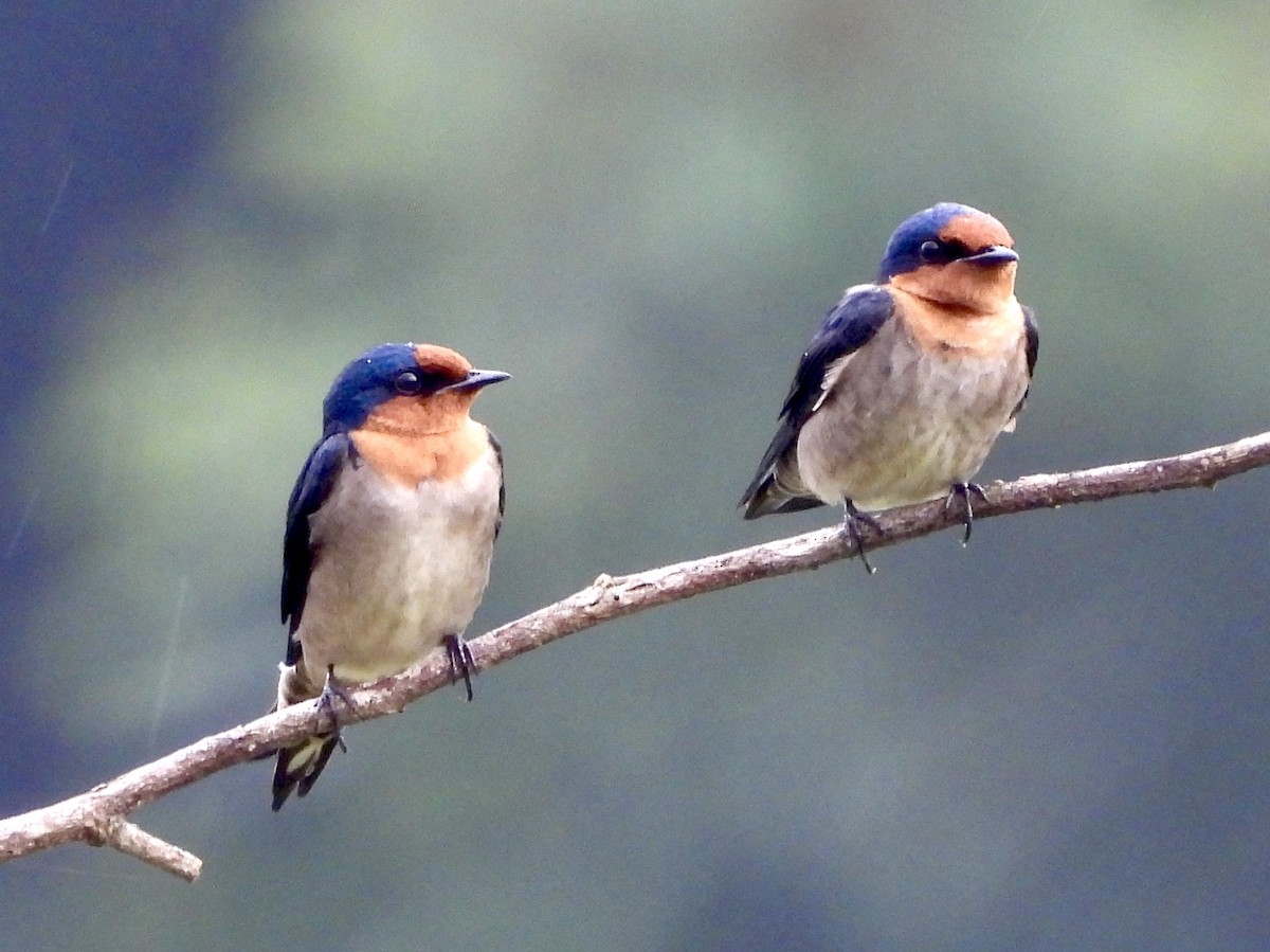 洋燕 - ML645701238