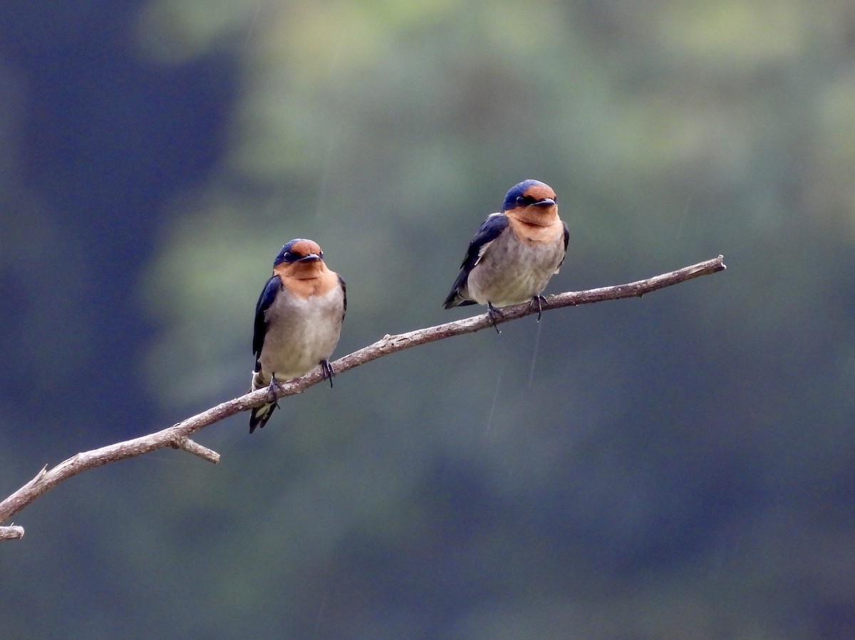 洋燕 - ML645701239