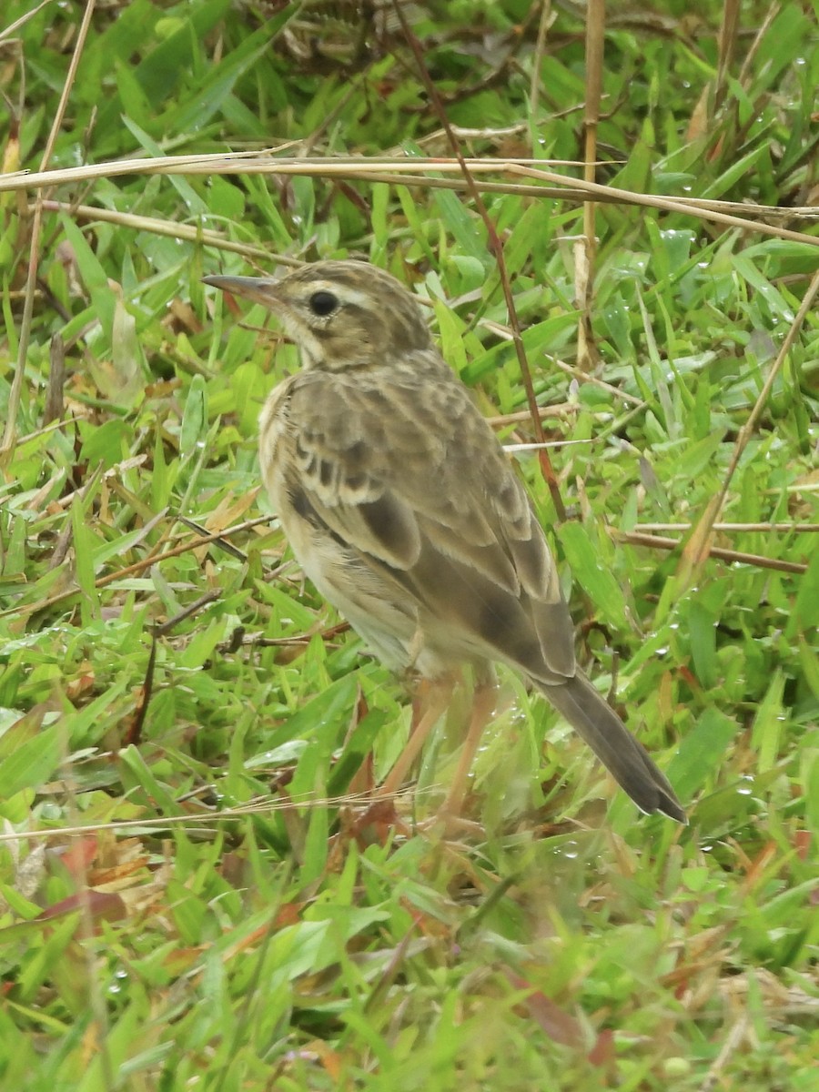 稻田鷚 - ML645701245