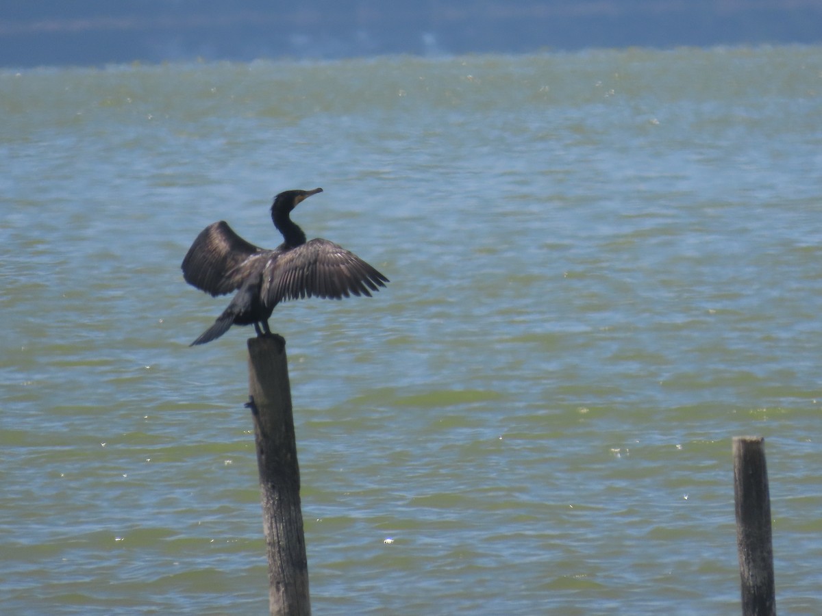 Great Cormorant - ML645701264