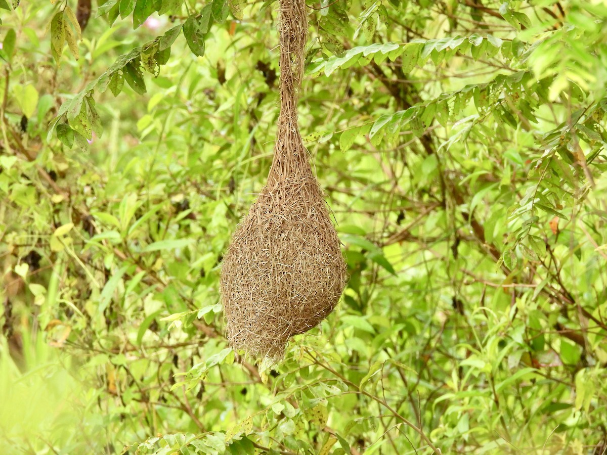Baya Weaver - ML645701265