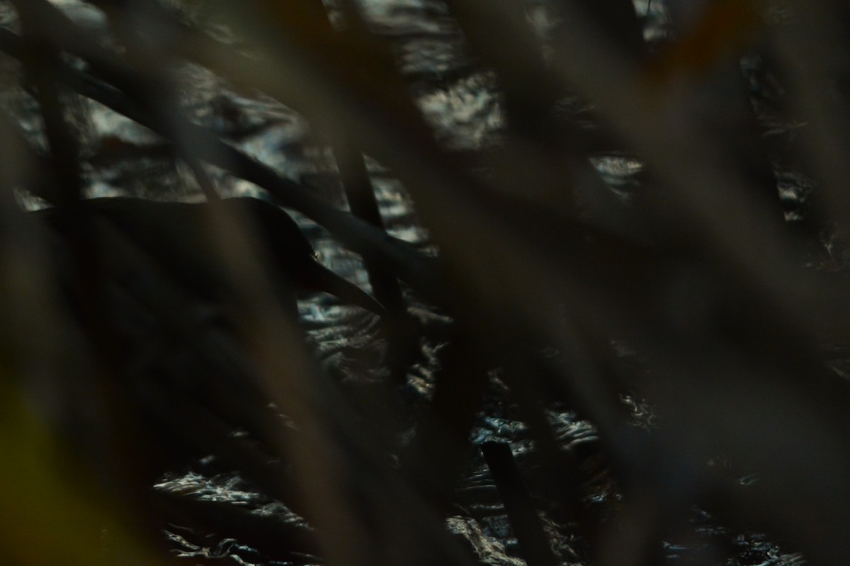 Water Rail - ML645701289