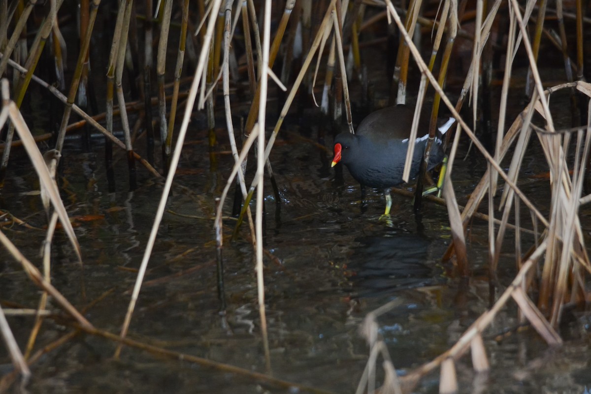 Eurasian Moorhen - ML645701295