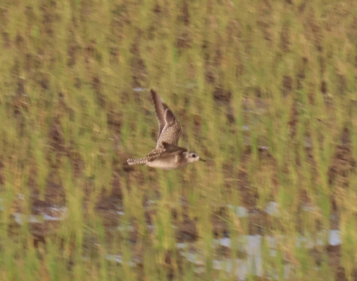Pacific Golden-Plover - ML645701299