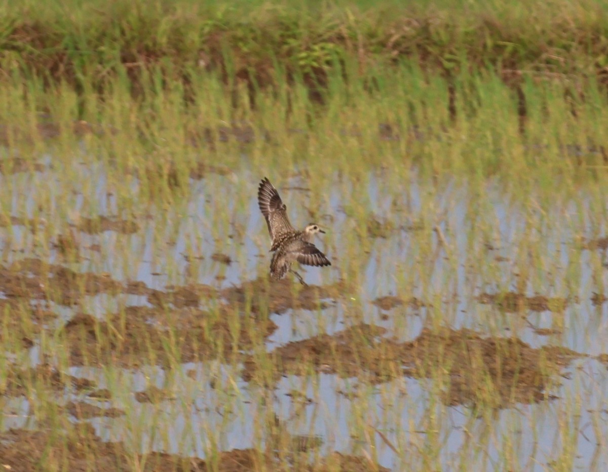 Pacific Golden-Plover - ML645701301