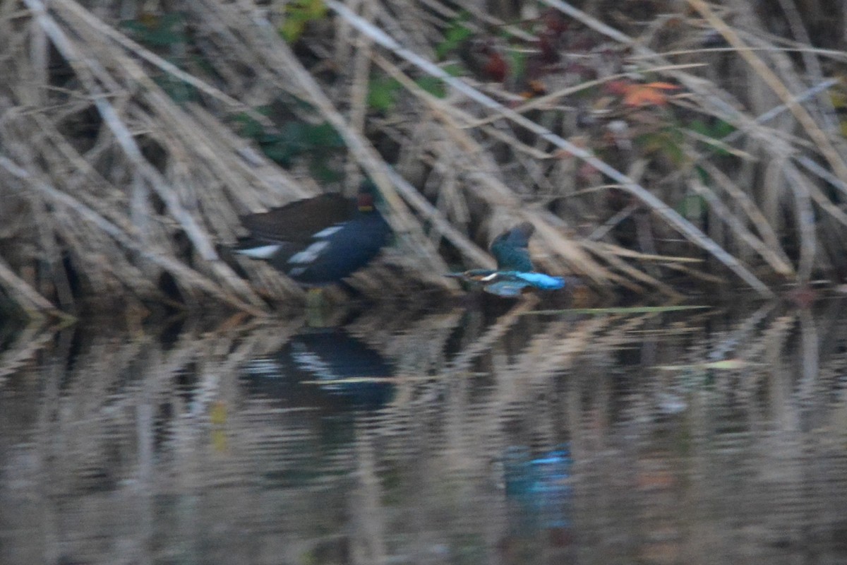 Common Kingfisher - ML645701306